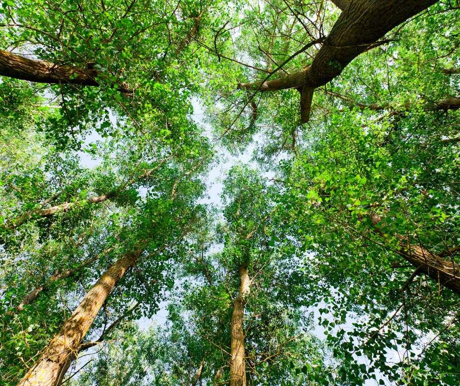 La nostra foresta